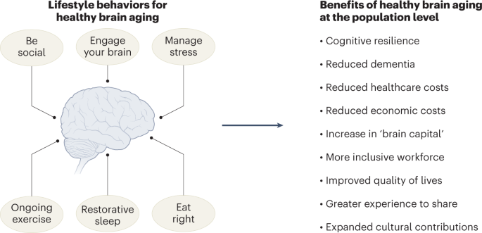 Brain Wealth As A Long Term Investment Strategy Focusing On Proactive Neuroprotection In Early Adulthood