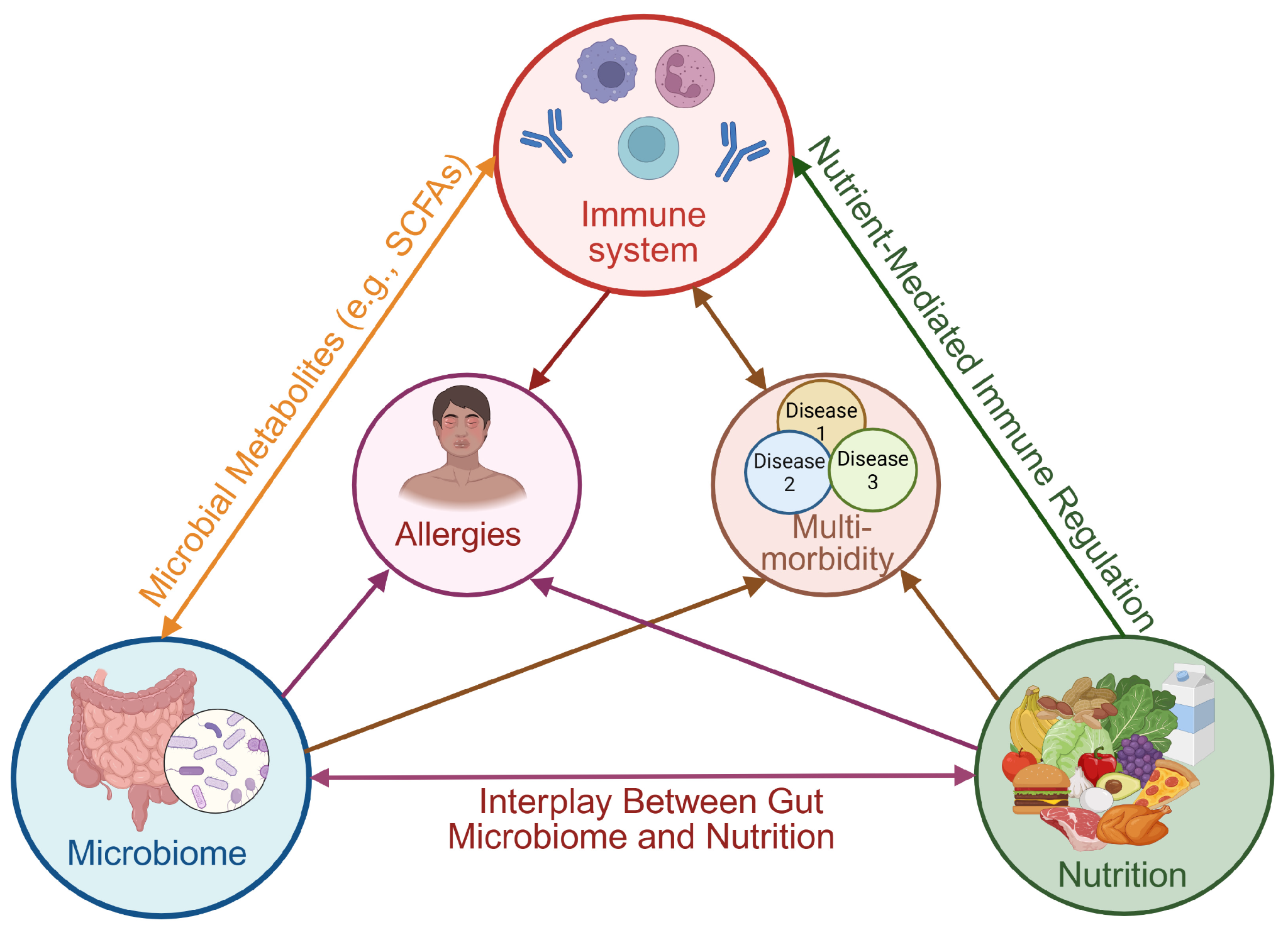 Understanding the Role of Micronutrients in Supporting a Healthy Immune System